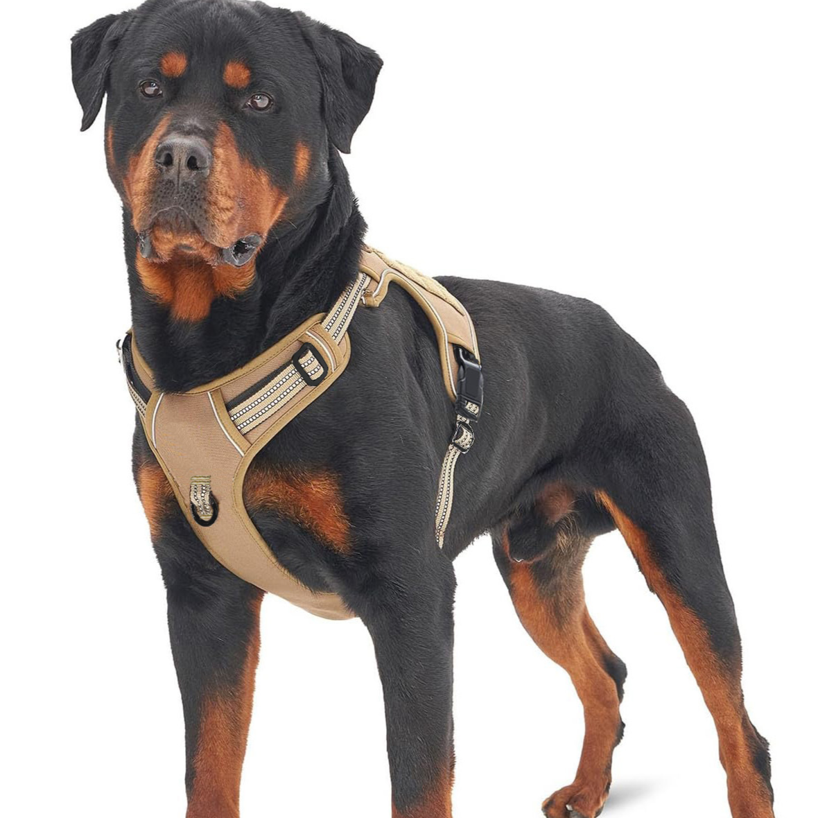 pet harness