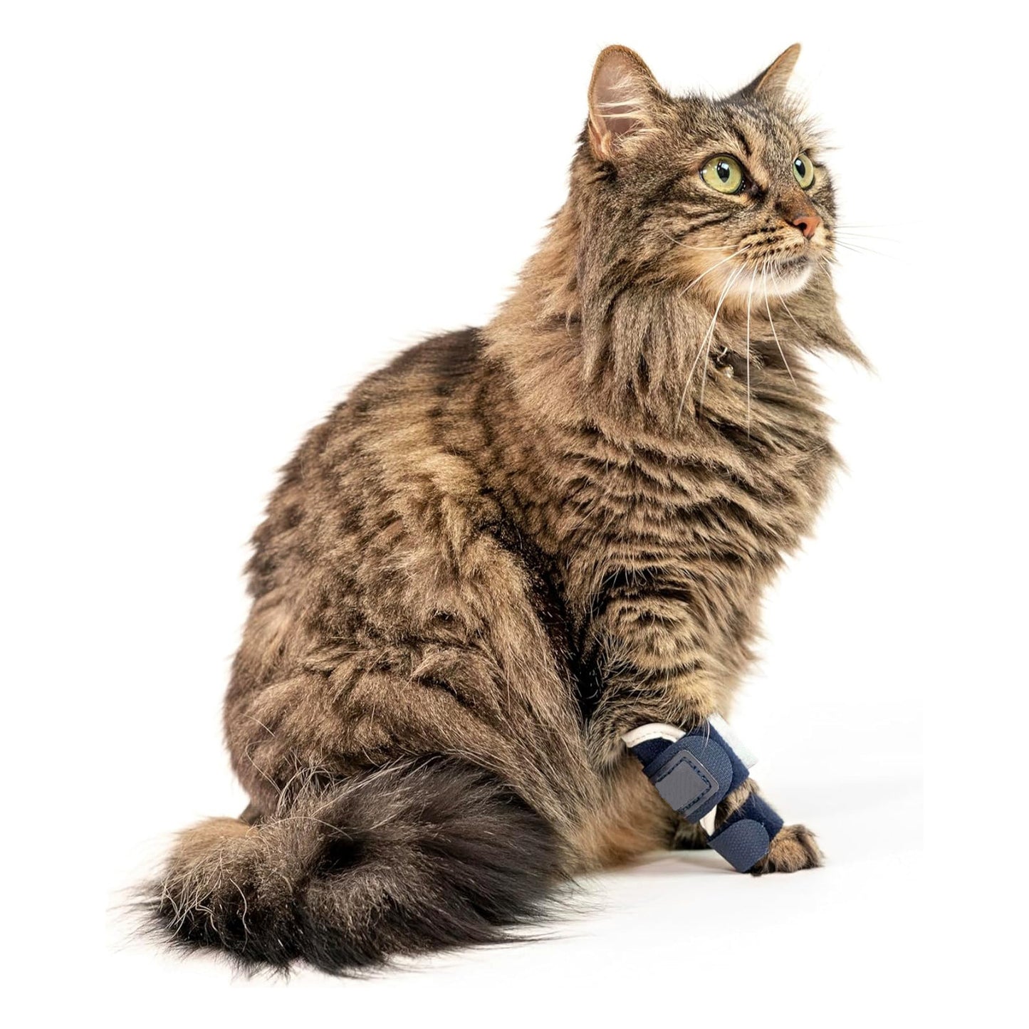 Pet Injury Support Band