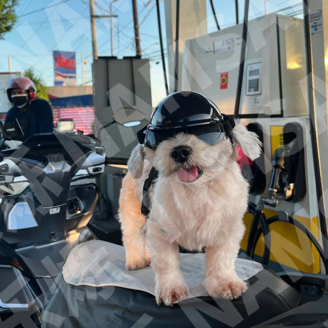 pet motorcycle helmet