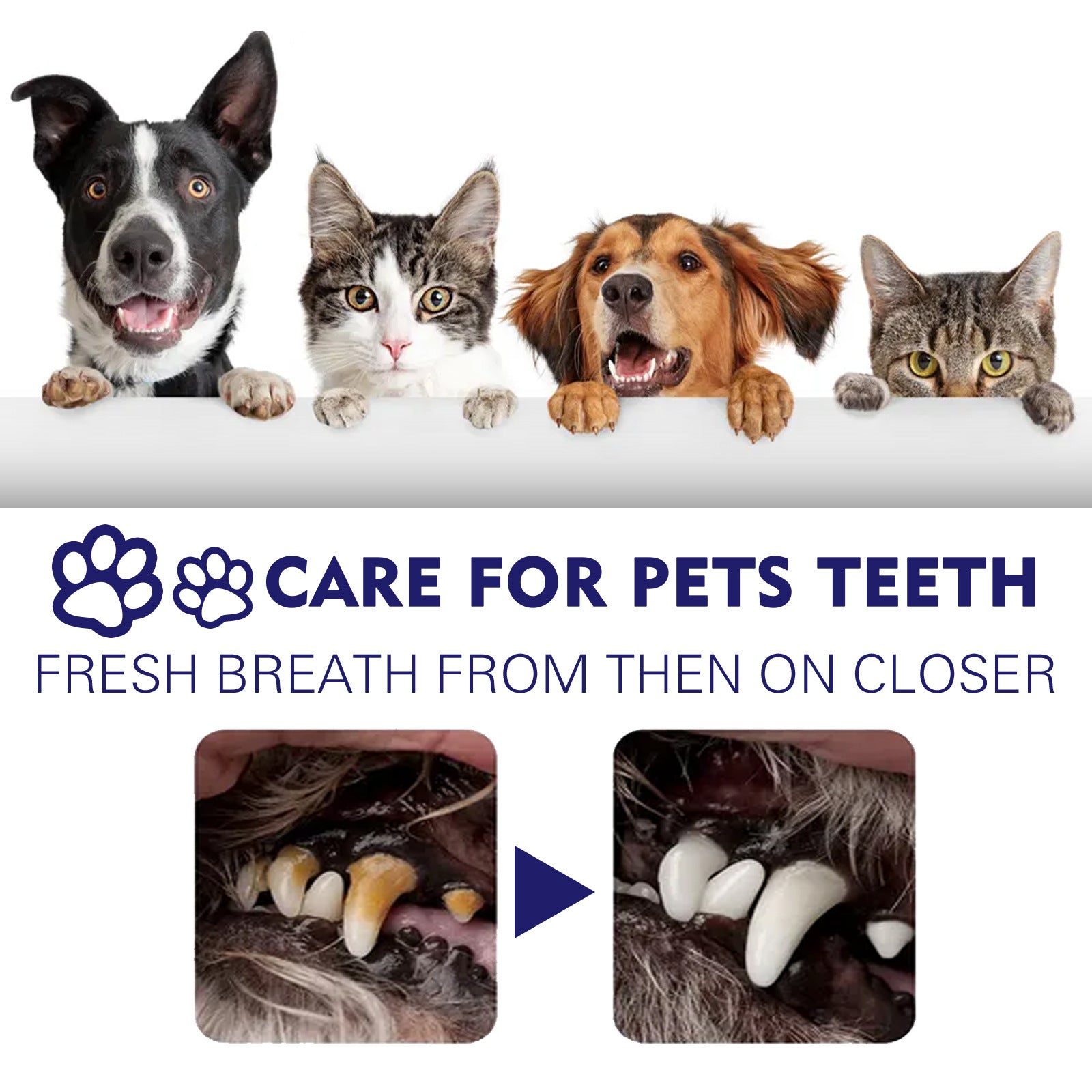Pet Oral Cleaning Toothpaste for Cats and Dogs