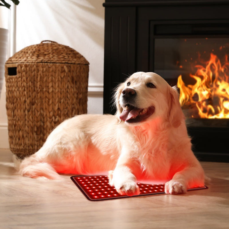 Pet physiotherapy instrument