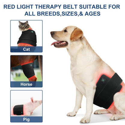 Pet physiotherapy instrument