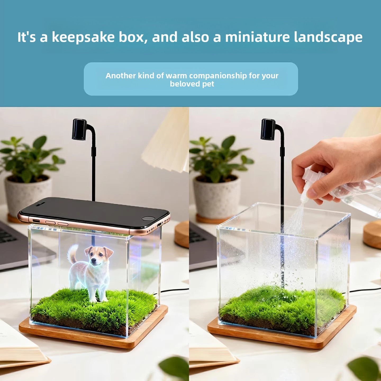 Pet projection box