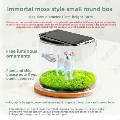 Pet projection box