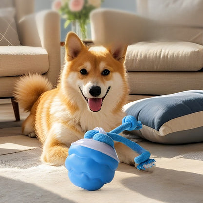 Pet toy ball