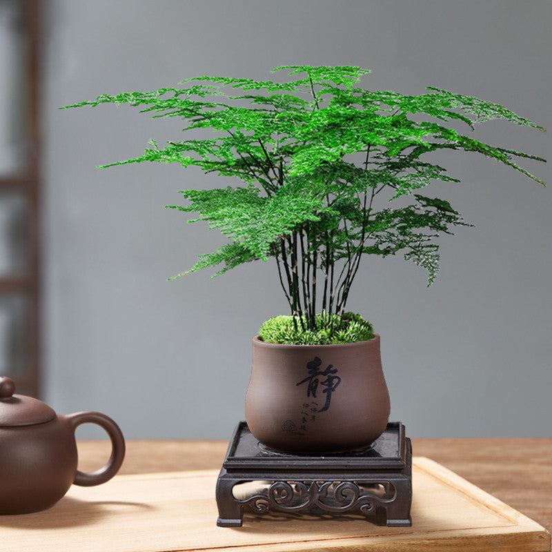 Potted Asparagus Fern Indoor Plant with Decorative Pot