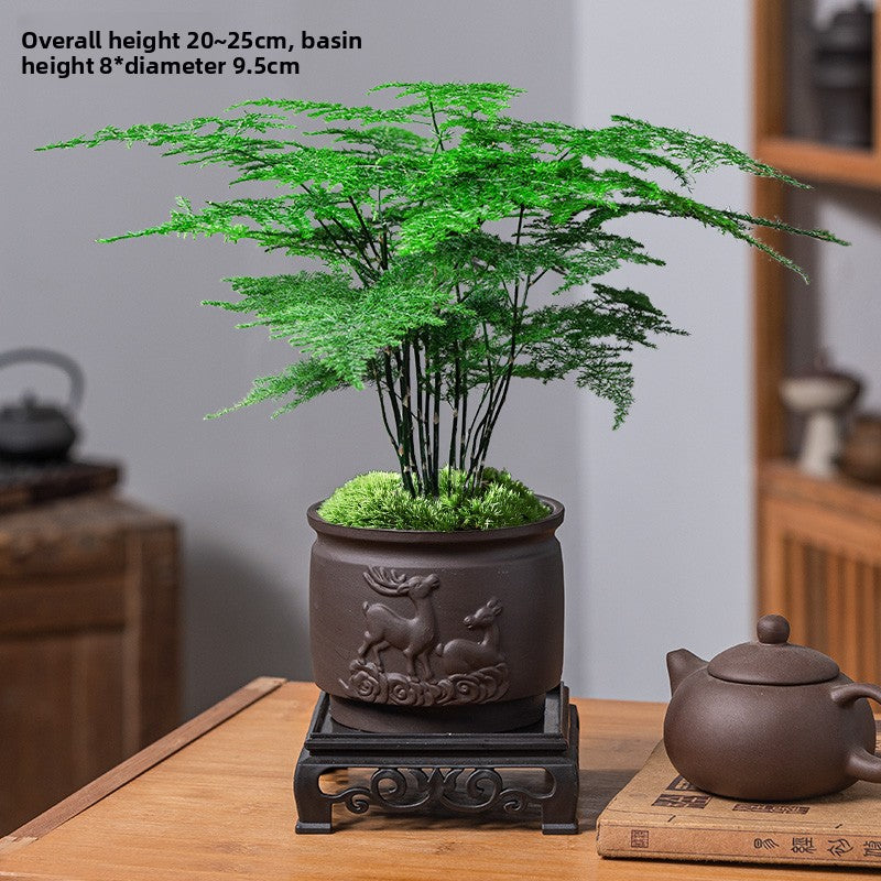 Potted Asparagus Fern Indoor Plant with Decorative Pot