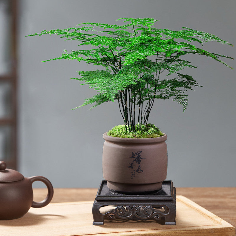 Potted Asparagus Fern Indoor Plant with Decorative Pot