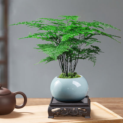 Potted Asparagus Fern Indoor Plant with Decorative Pot