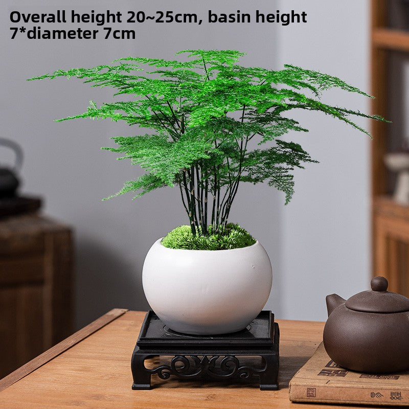 Potted Asparagus Fern Indoor Plant with Decorative Pot
