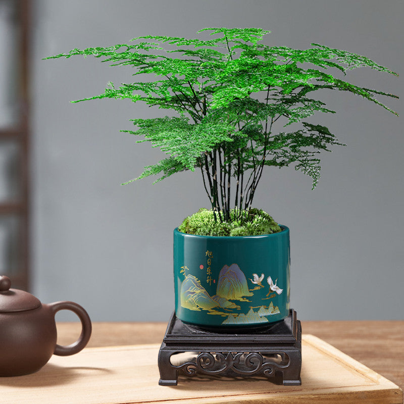 Potted Asparagus Fern Indoor Plant with Decorative Pot