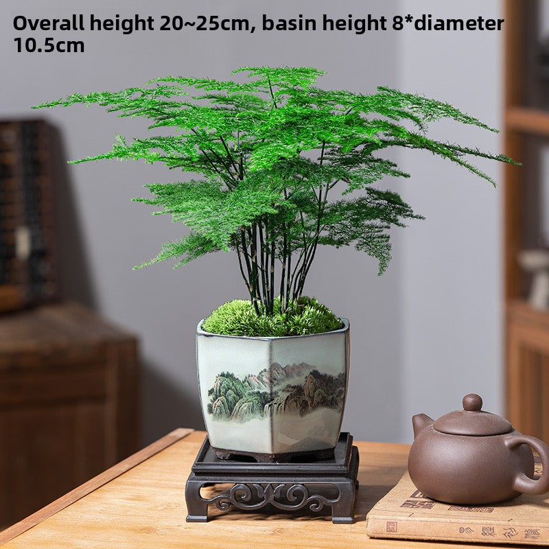 Potted Asparagus Fern Indoor Plant with Decorative Pot