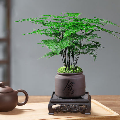 Potted Asparagus Fern Indoor Plant with Decorative Pot