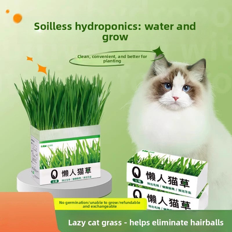 Potted hydroponic cat grass