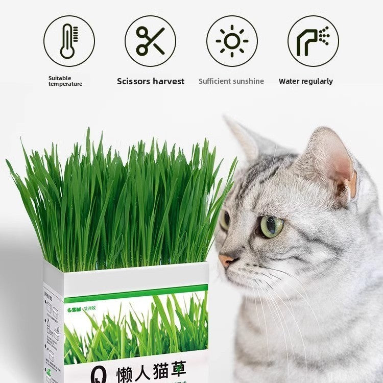 Potted hydroponic cat grass