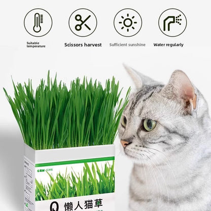 Potted hydroponic cat grass
