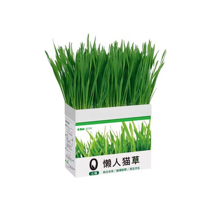 Potted hydroponic cat grass