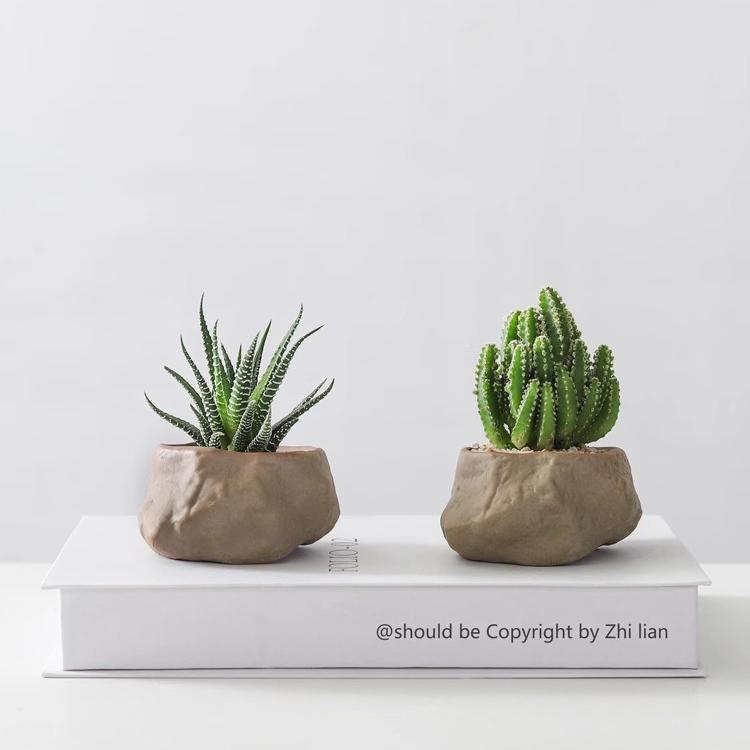 Potted Succulent Plants