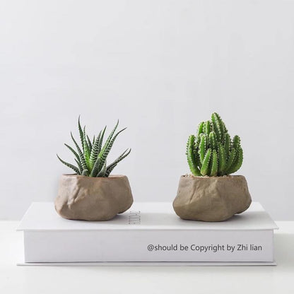 Potted Succulent Plants
