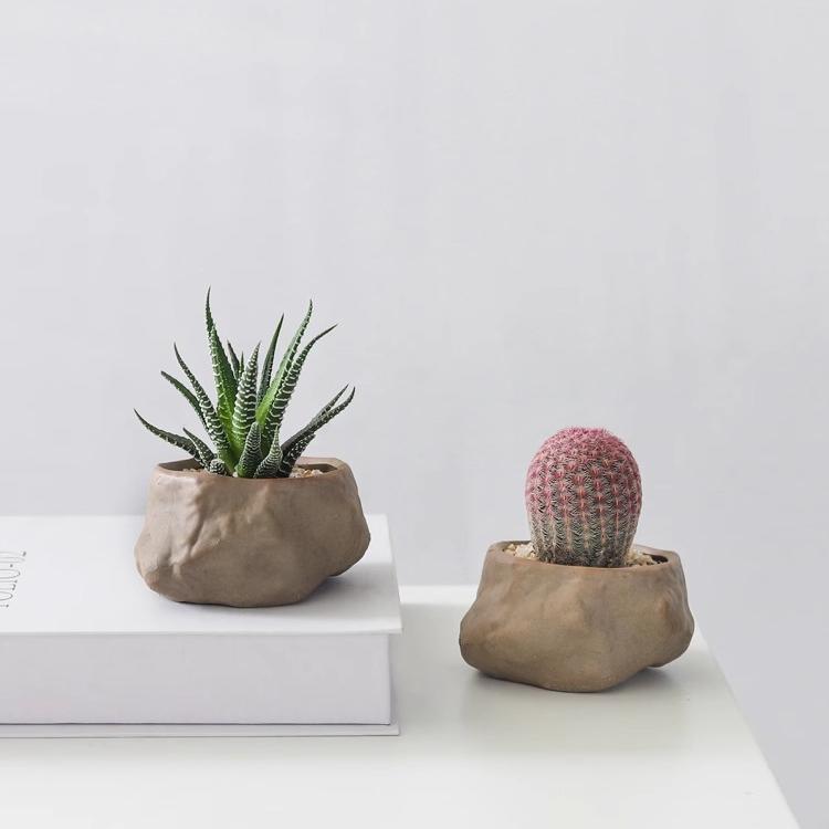 Potted Succulent Plants