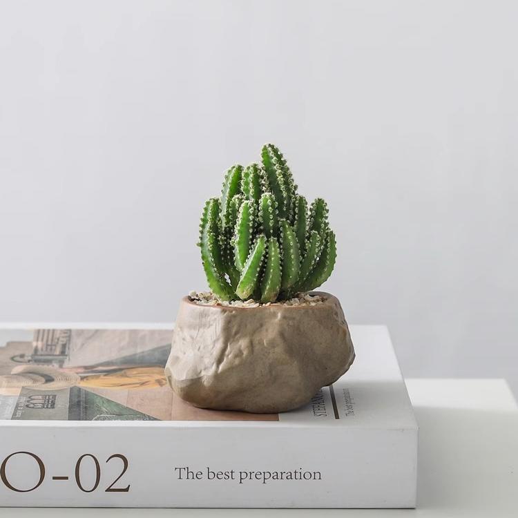 Potted Succulent Plants