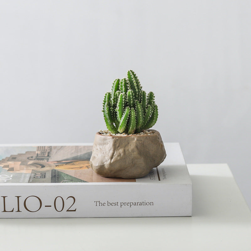 Potted Succulent Plants