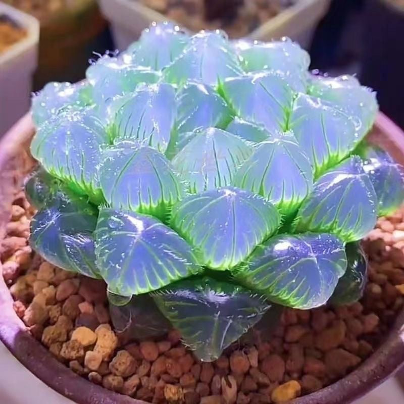Premium Blue Mirror Jade Succulent Plant in Pot