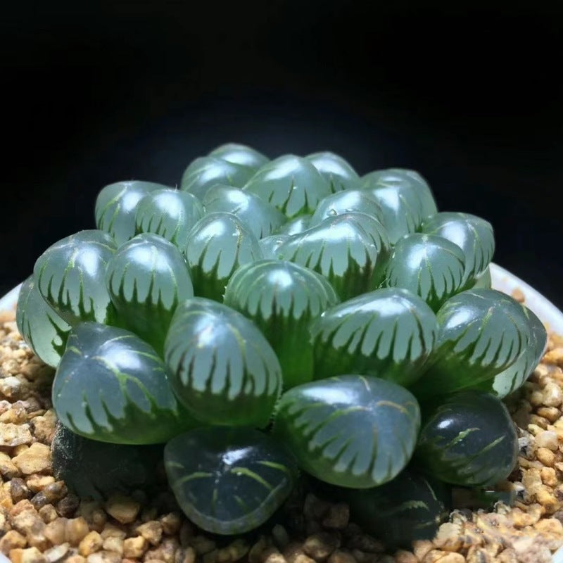 Premium Blue Mirror Jade Succulent Plant in Pot