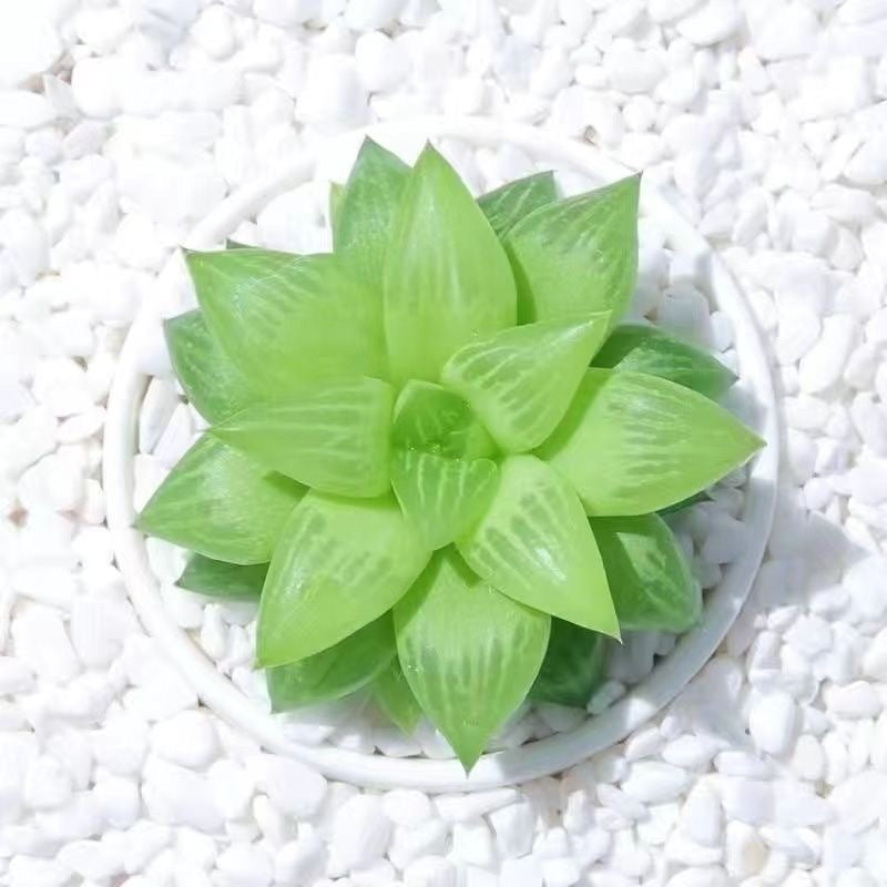 Premium Blue Mirror Jade Succulent Plant in Pot