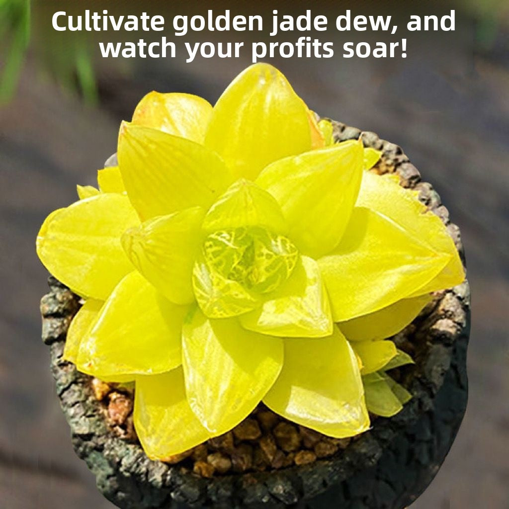 Premium Blue Mirror Jade Succulent Plant in Pot