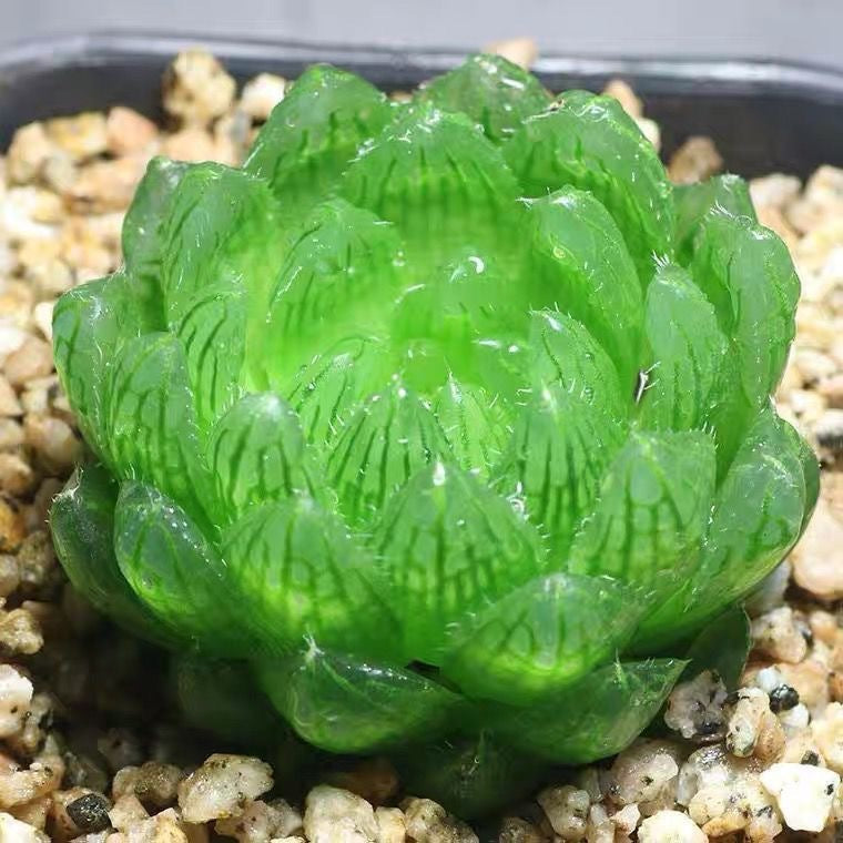 Premium Blue Mirror Jade Succulent Plant in Pot