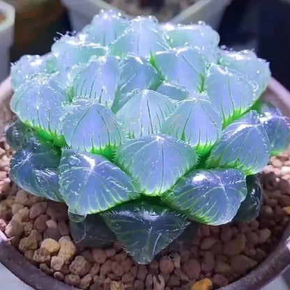 Premium Blue Mirror Jade Succulent Plant in Pot