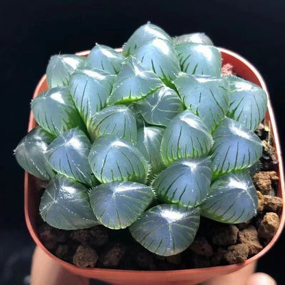 Premium Blue Mirror Jade Succulent Plant in Pot