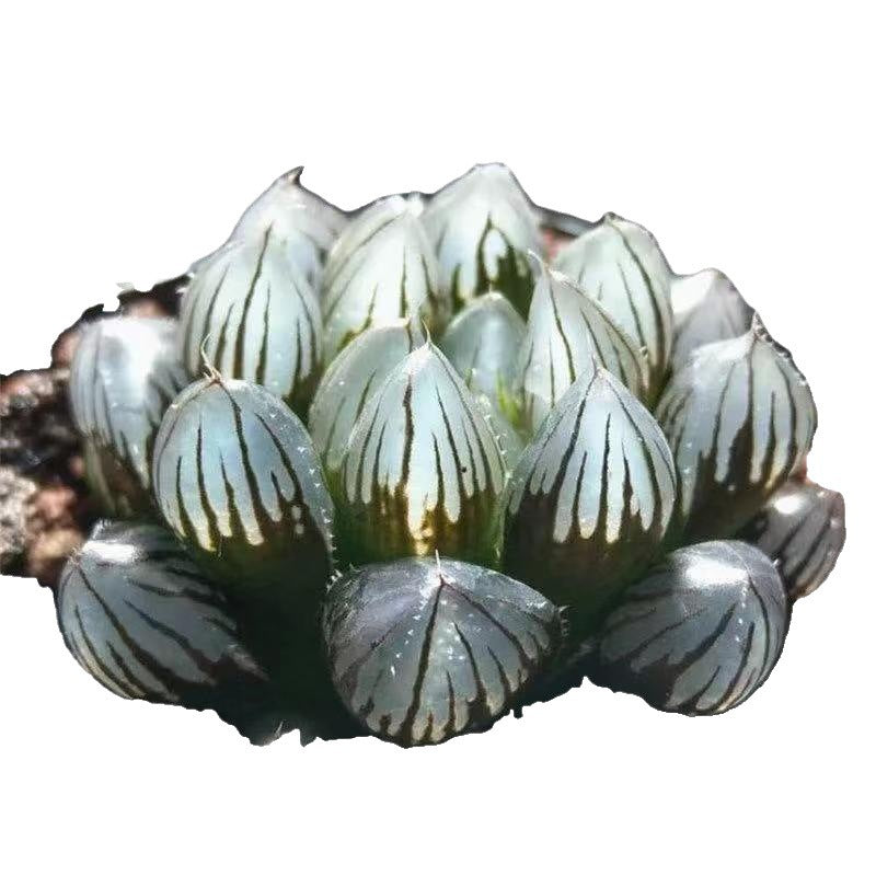 Premium Blue Mirror Jade Succulent Plant in Pot