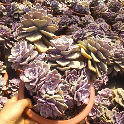 Purple Succulent Cluster Potted Plants for Balcony Decoration