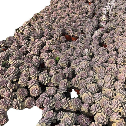 Purple Succulent Cluster Potted Plants for Balcony Decoration