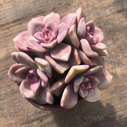 Purple Succulent Cluster Potted Plants for Balcony Decoration