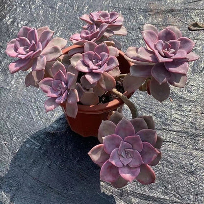 Purple Succulent Cluster Potted Plants for Balcony Decoration