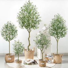 50cm Olive Tree