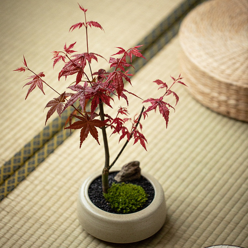 Red Maple Zen Bonsai Potted Plant