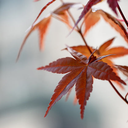 Red Maple Zen Bonsai Potted Plant