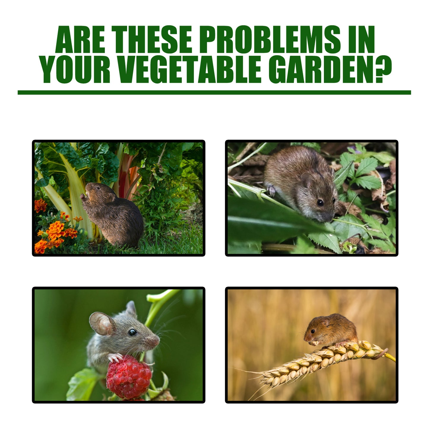 Rodent repellent