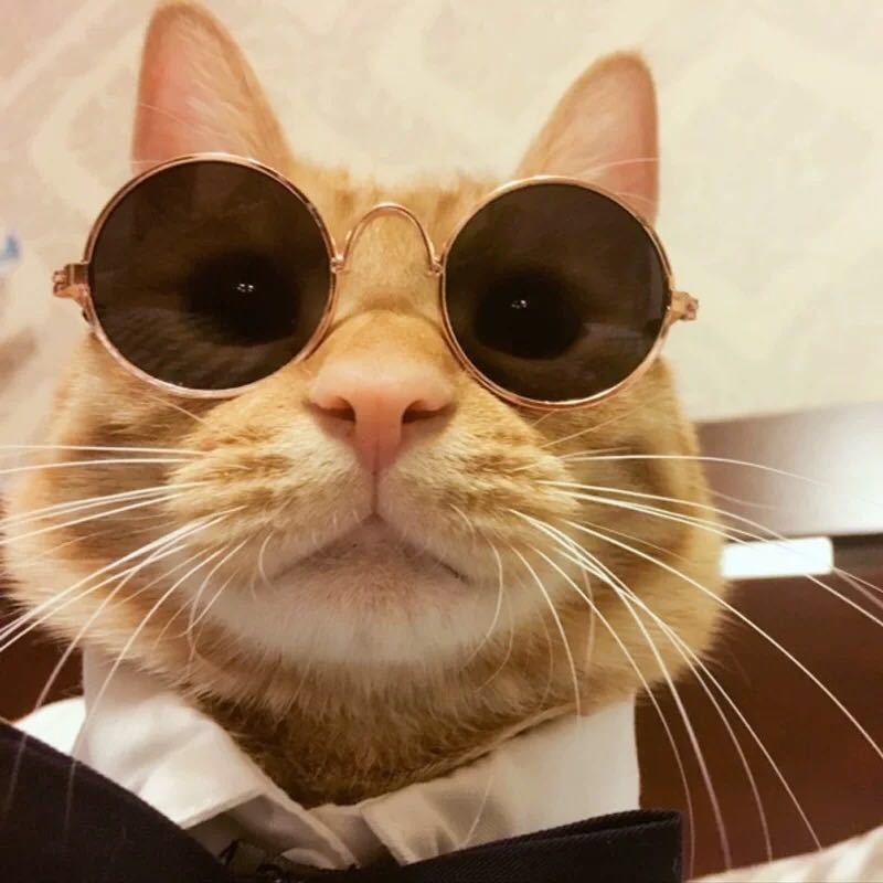 Round Frame Pet Sunglasses