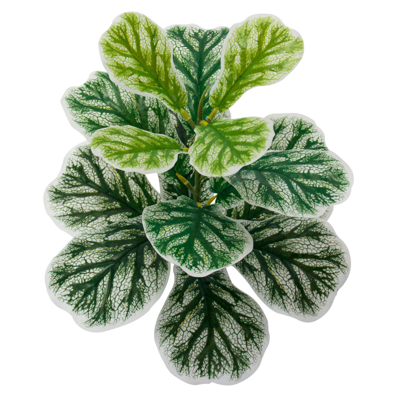 Simulation of green plant piano leaf Banyan