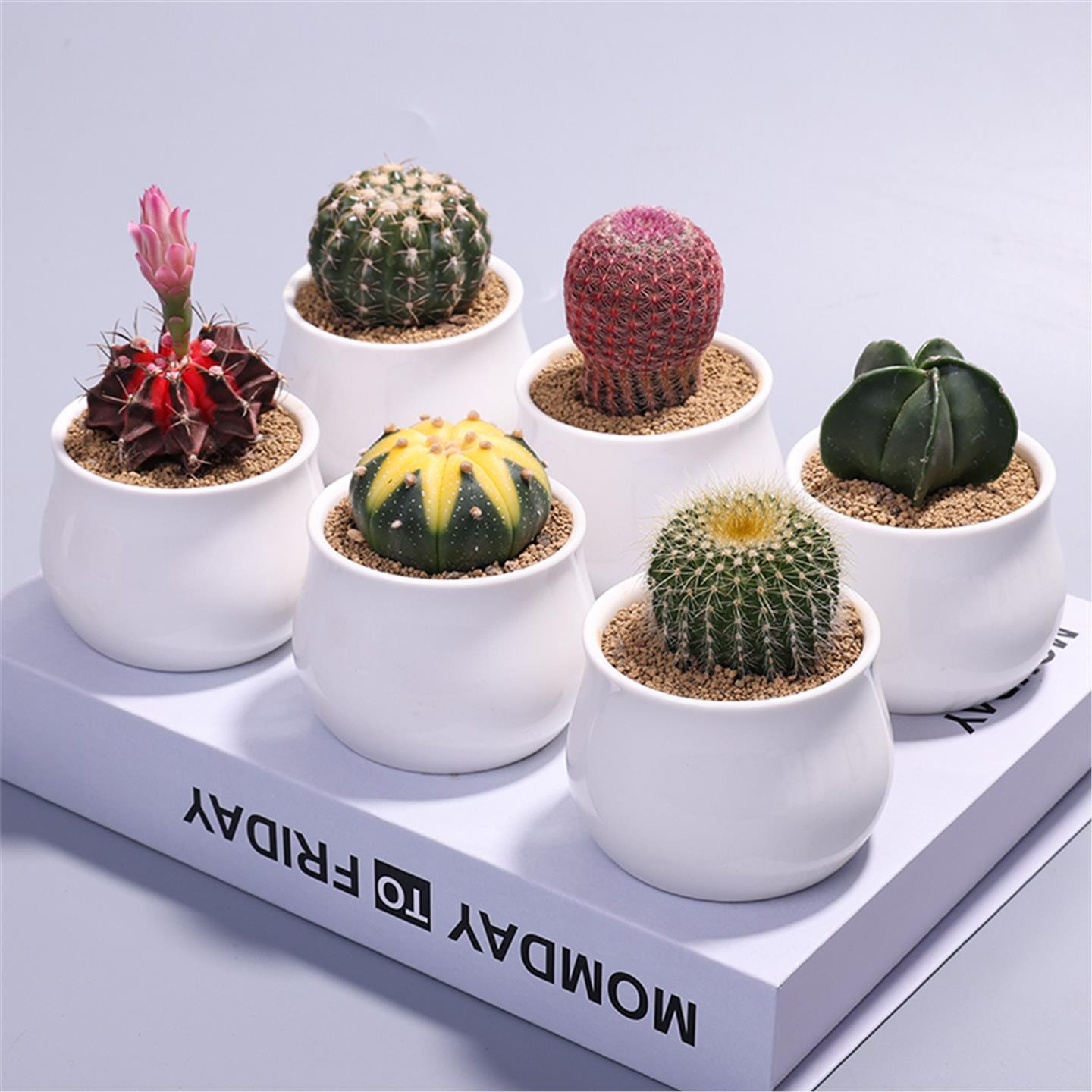 Small Potted Cactus Succulent Desktop Plant