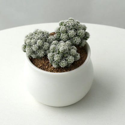 Small Potted Cactus Succulent Desktop Plant