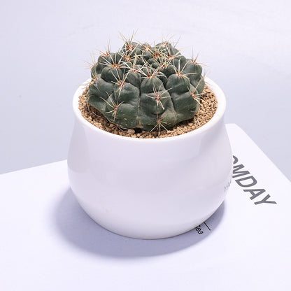 Small Potted Cactus Succulent Desktop Plant