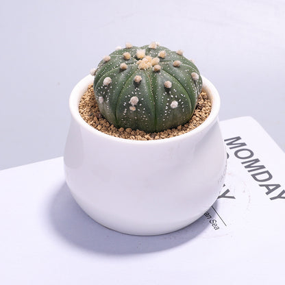 Small Potted Cactus Succulent Desktop Plant