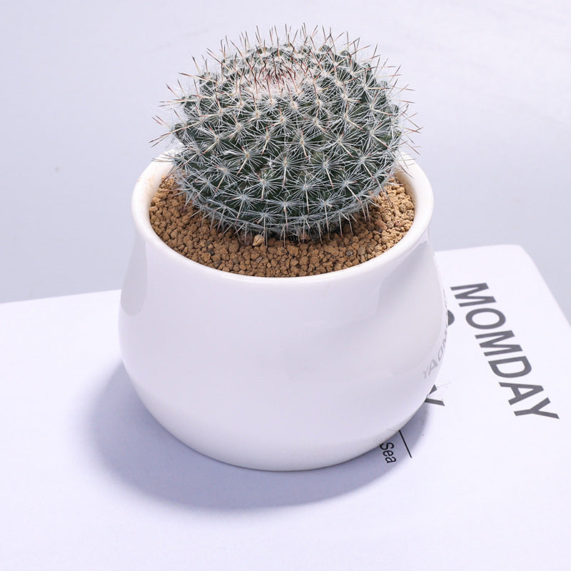 Small Potted Cactus Succulent Desktop Plant