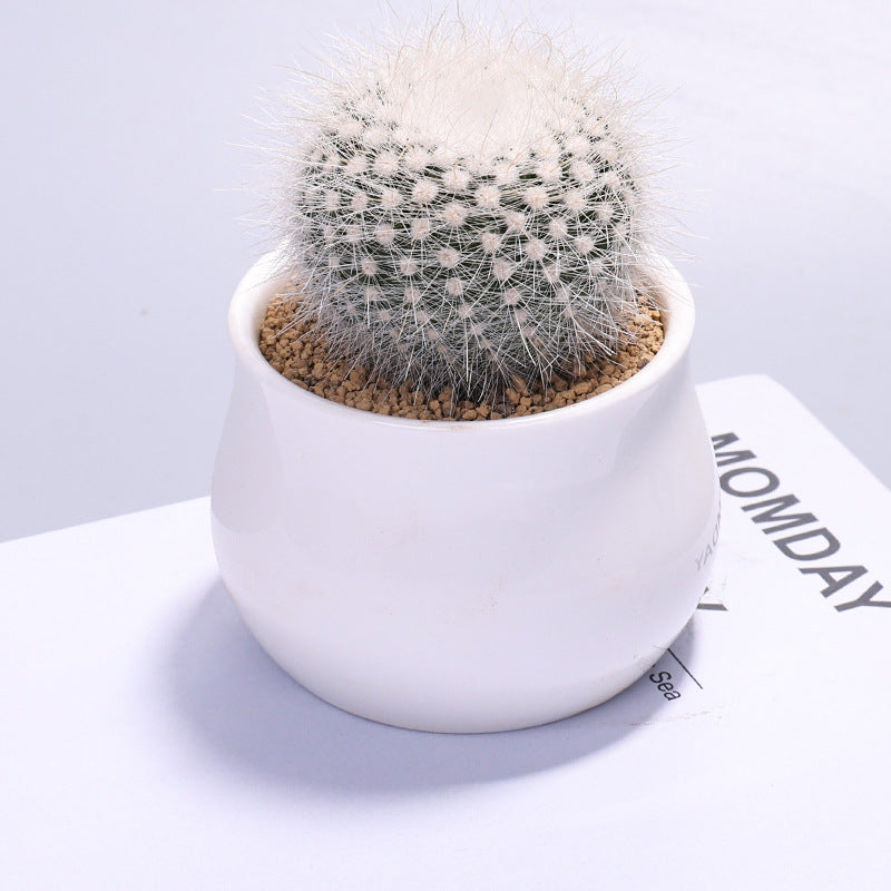 Small Potted Cactus Succulent Desktop Plant